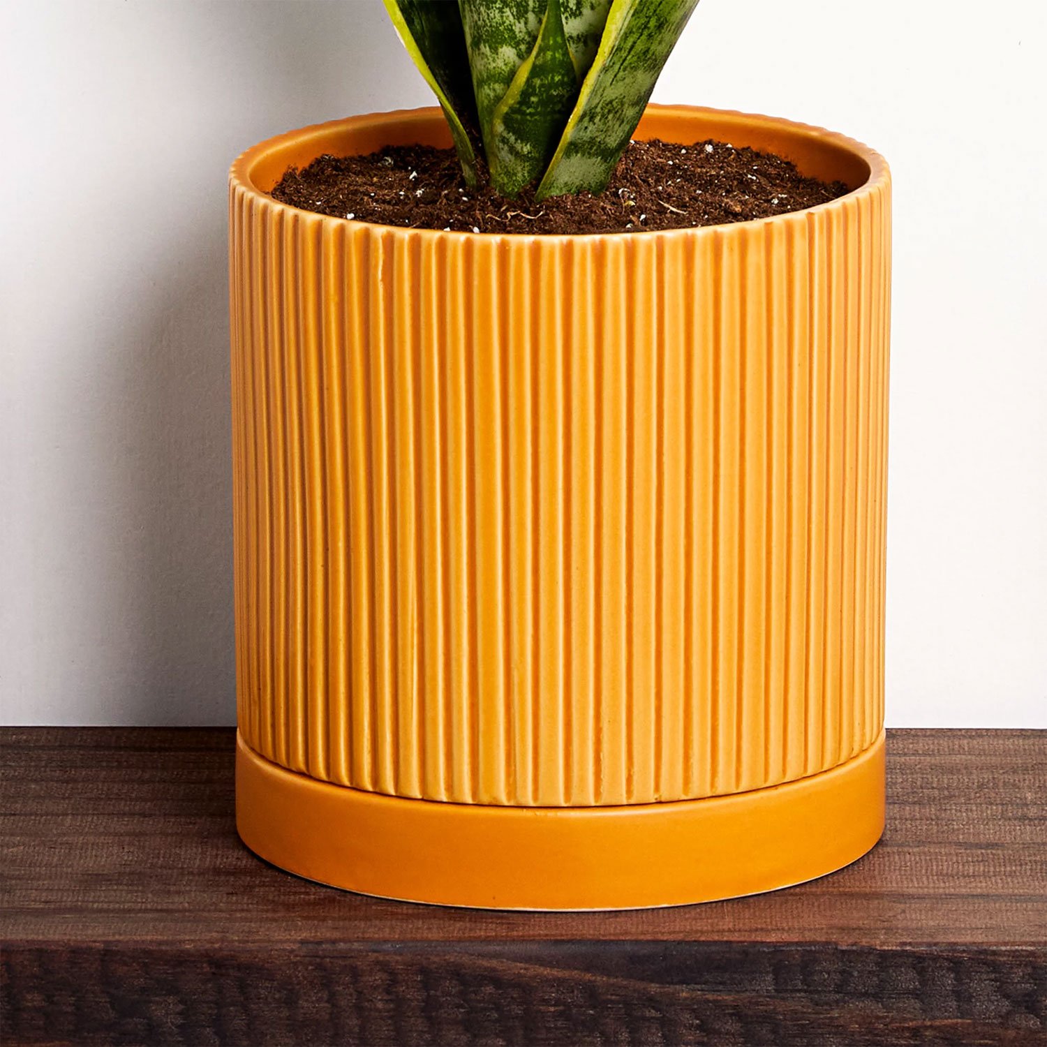 Greendigs Snake Plant - Image 2