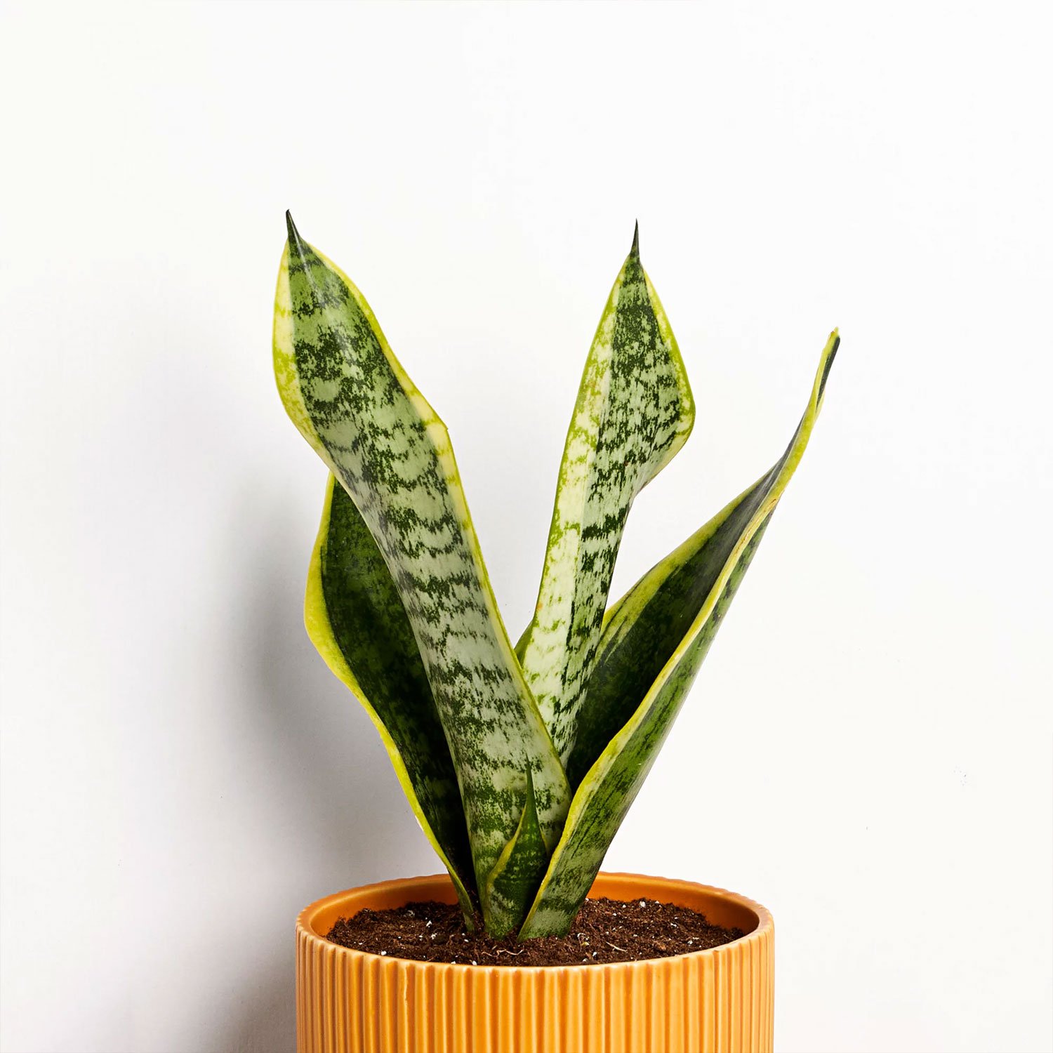 Greendigs Snake Plant - Image 3