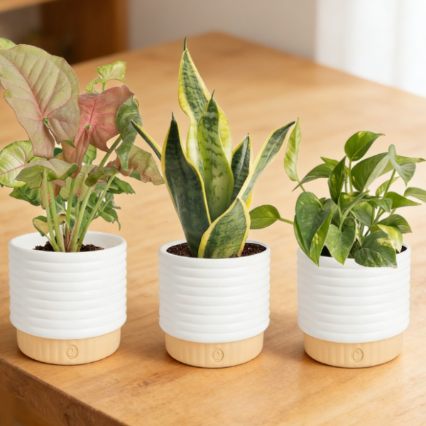 3-Piece Set: Easy-Care, Lifelike Potted Plants (Air Purifying)