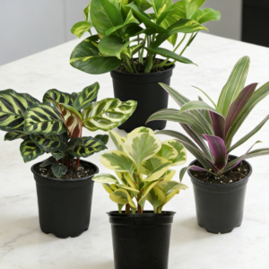 4-Piece Set: Live Potted Plants (Snake Plant & Pothos)