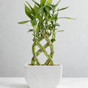 38cm Lucky Bamboo Pot (Ideal for Gifting)