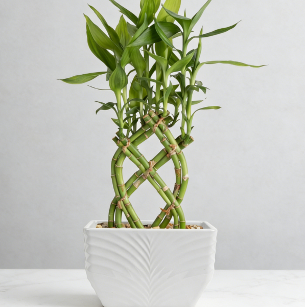 38cm Lucky Bamboo Pot (Ideal for Gifting)