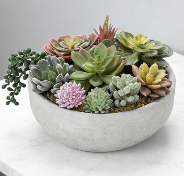 20cm Round Succulent Arrangement