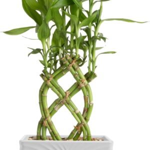 38cm Lucky Bamboo Pot (Ideal for Gifting)