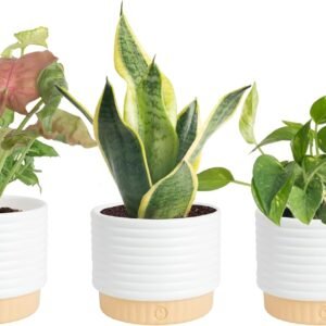 3-Piece Set: Easy-Care, Lifelike Potted Plants (Air Purifying)