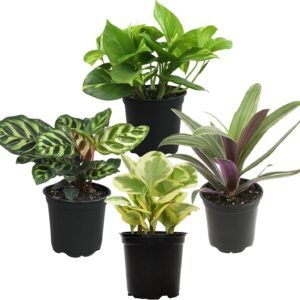 4-Piece Set: Live Potted Plants (Snake Plant & Pothos)