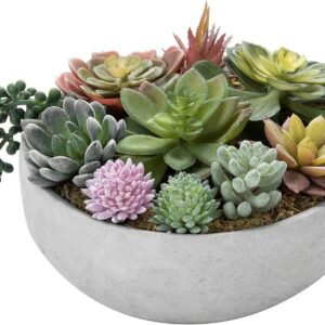 20cm Round Succulent Arrangement
